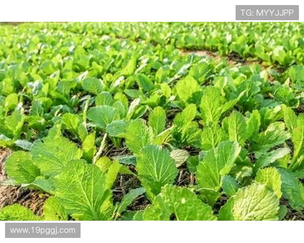 白菜菠菜种植中应施用哪些肥料效果最佳 白菜菠菜种植中应施用哪些肥料效果最佳